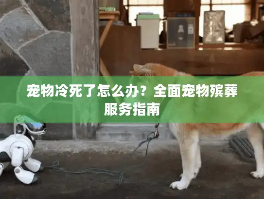 宠物冷死了怎么办？全面宠物殡葬服务指南