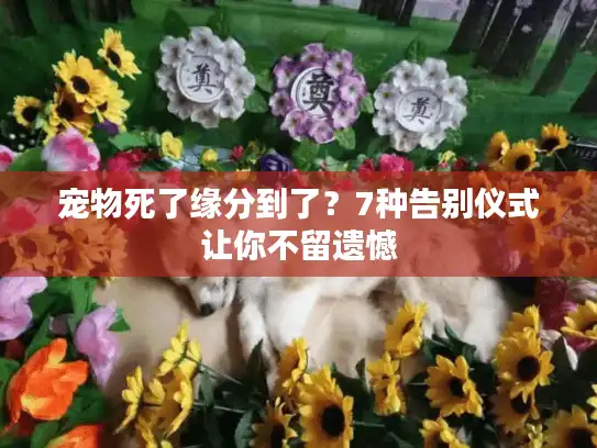 宠物死了缘分到了？7种告别仪式让你不留遗憾