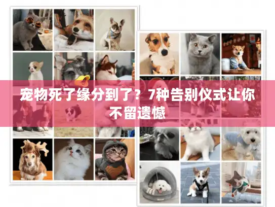 宠物死了缘分到了？7种告别仪式让你不留遗憾