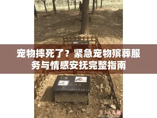 宠物摔死了？紧急宠物殡葬服务与情感安抚完整指南
