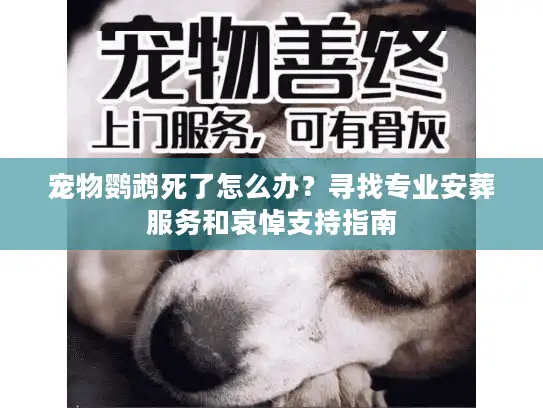 宠物鹦鹉死了怎么办？寻找专业安葬服务和哀悼支持指南