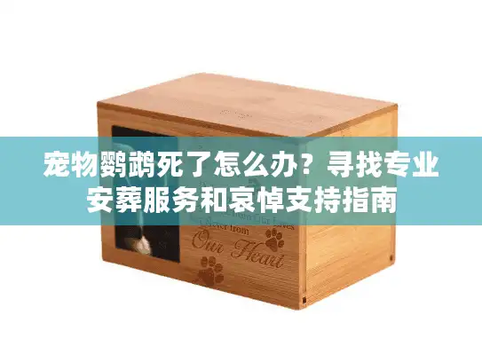 宠物鹦鹉死了怎么办？寻找专业安葬服务和哀悼支持指南