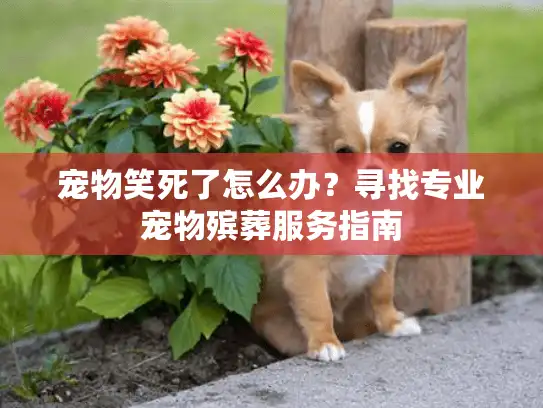 宠物笑死了怎么办？寻找专业宠物殡葬服务指南