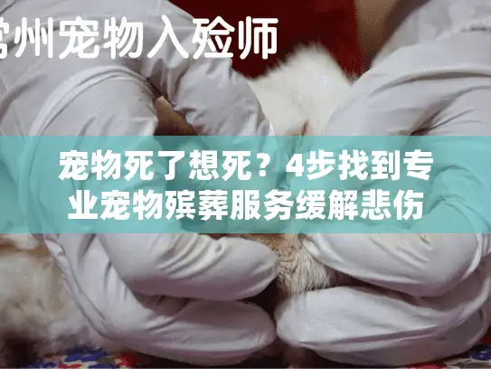 宠物死了想死？4步找到专业宠物殡葬服务缓解悲伤