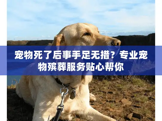 宠物死了后事手足无措？专业宠物殡葬服务贴心帮你