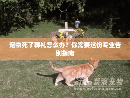 宠物死了葬礼怎么办？你需要这份专业告别指南