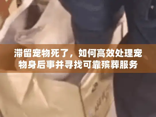 滞留宠物死了，如何高效处理宠物身后事并寻找可靠殡葬服务
