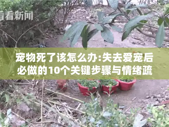 宠物死了该怎么办:失去爱宠后必做的10个关键步骤与情绪疏导指南