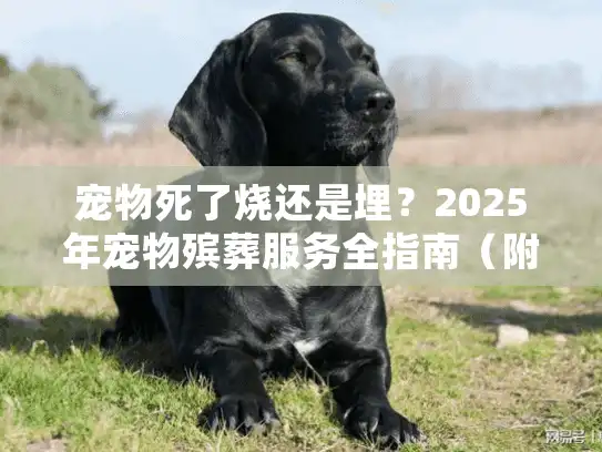 宠物死了烧还是埋？2025年宠物殡葬服务全指南（附避坑要点）