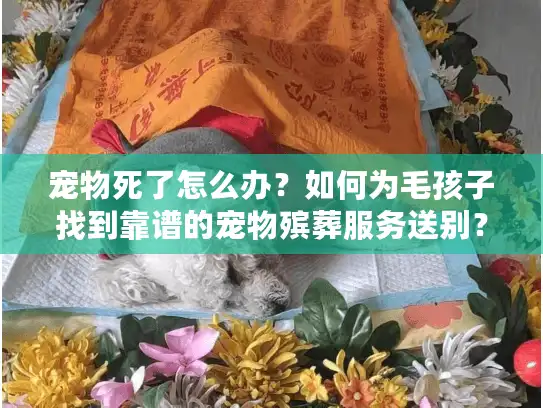宠物死了怎么办？如何为毛孩子找到靠谱的宠物殡葬服务送别？
