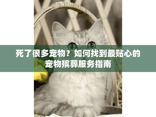 死了很多宠物？如何找到最贴心的宠物殡葬服务指南