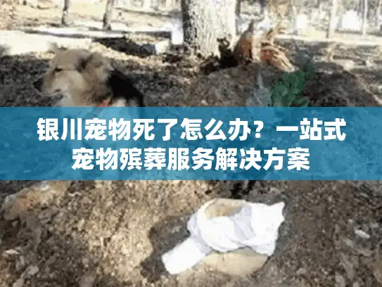 银川宠物死了怎么办？一站式宠物殡葬服务解决方案