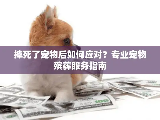 摔死了宠物后如何应对？专业宠物殡葬服务指南