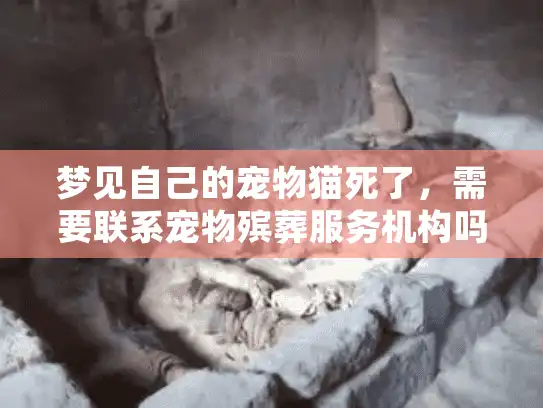 梦见自己的宠物猫死了，需要联系宠物殡葬服务机构吗？