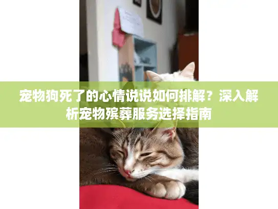 宠物狗死了的心情说说如何排解？深入解析宠物殡葬服务选择指南