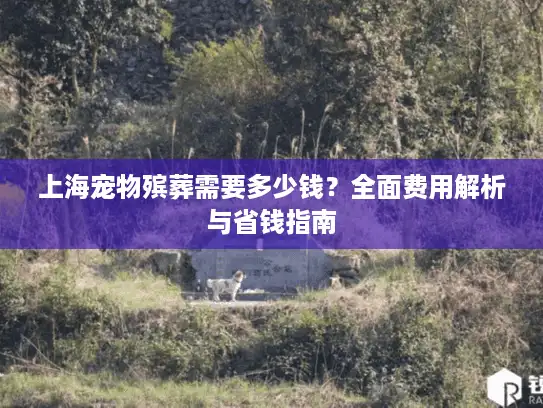 上海宠物殡葬需要多少钱？全面费用解析与省钱指南
