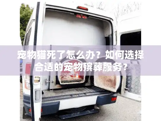宠物猫死了怎么办？如何选择合适的宠物殡葬服务？