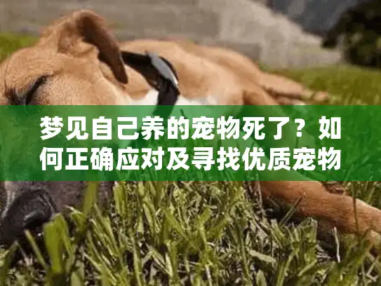梦见自己养的宠物死了？如何正确应对及寻找优质宠物殡葬服务