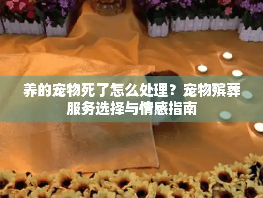 养的宠物死了怎么处理？宠物殡葬服务选择与情感指南
