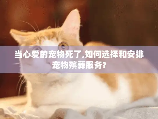 当心爱的宠物死了,如何选择和安排宠物殡葬服务?