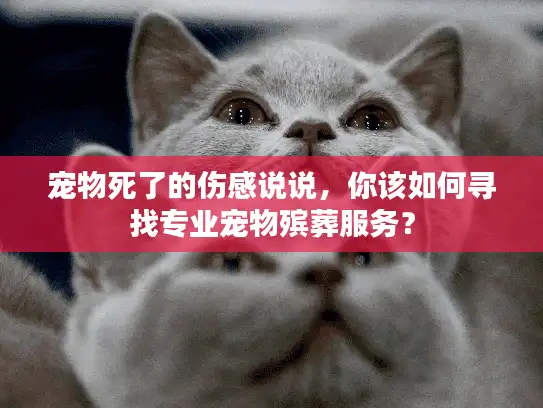 宠物死了的伤感说说，你该如何寻找专业宠物殡葬服务？