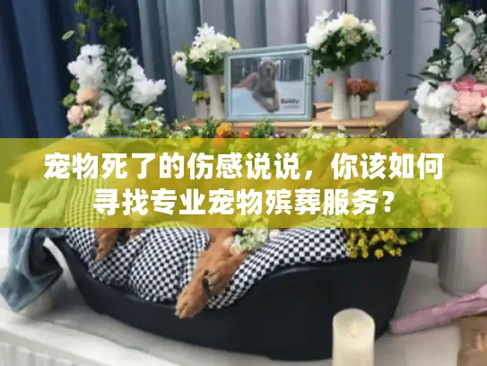 宠物死了的伤感说说，你该如何寻找专业宠物殡葬服务？