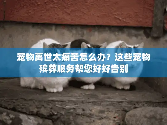 宠物离世太痛苦怎么办？这些宠物殡葬服务帮您好好告别