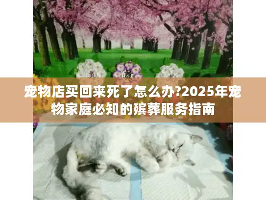 宠物店买回来死了怎么办?2025年宠物家庭必知的殡葬服务指南