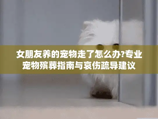 女朋友养的宠物走了怎么办?专业宠物殡葬指南与哀伤疏导建议