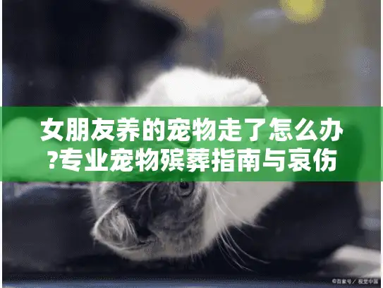 女朋友养的宠物走了怎么办?专业宠物殡葬指南与哀伤疏导建议