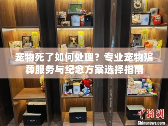 宠物死了如何处理？专业宠物殡葬服务与纪念方案选择指南