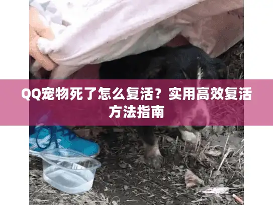 QQ宠物死了怎么复活？实用高效复活方法指南