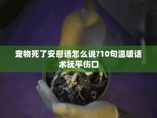 宠物死了安慰语怎么说?10句温暖话术抚平伤口