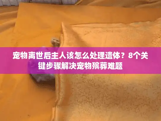 宠物离世后主人该怎么处理遗体？8个关键步骤解决宠物殡葬难题