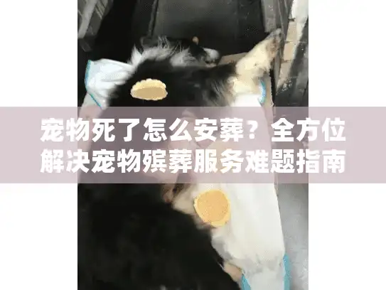 宠物死了怎么安葬？全方位解决宠物殡葬服务难题指南