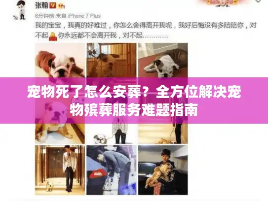 宠物死了怎么安葬？全方位解决宠物殡葬服务难题指南