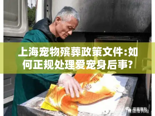 上海宠物殡葬政策文件:如何正规处理爱宠身后事?