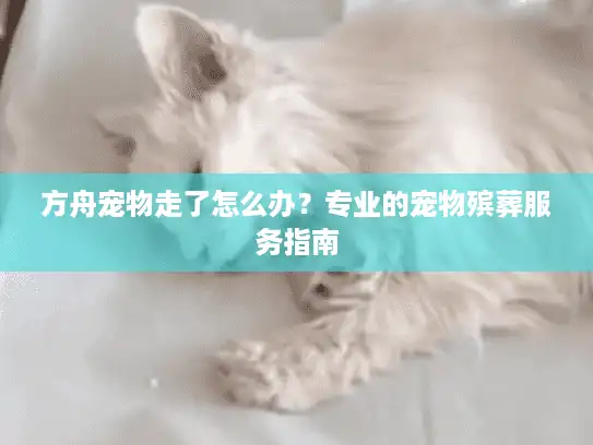 方舟宠物走了怎么办？专业的宠物殡葬服务指南