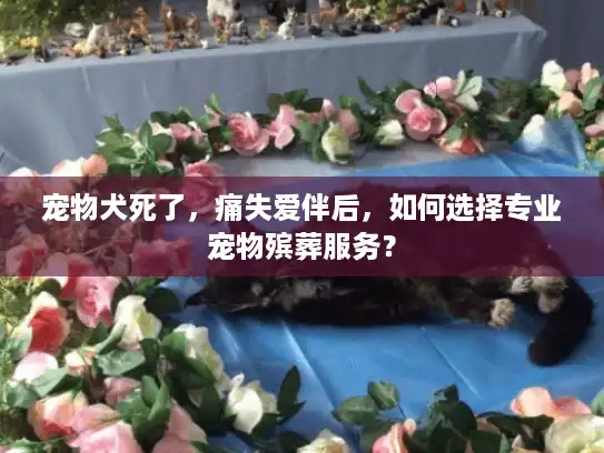宠物犬死了，痛失爱伴后，如何选择专业宠物殡葬服务？