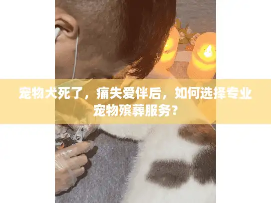宠物犬死了，痛失爱伴后，如何选择专业宠物殡葬服务？