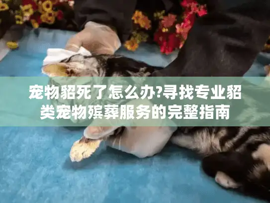宠物貂死了怎么办?寻找专业貂类宠物殡葬服务的完整指南