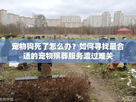 宠物狗死了怎么办？如何寻找最合适的宠物殡葬服务渡过难关