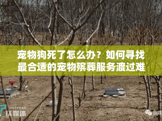 宠物狗死了怎么办？如何寻找最合适的宠物殡葬服务渡过难关