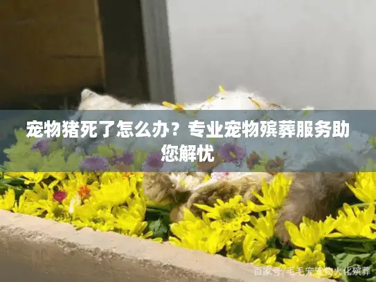 宠物猪死了怎么办？专业宠物殡葬服务助您解忧