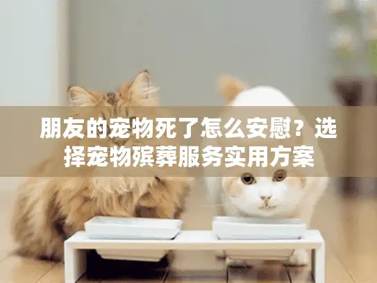 朋友的宠物死了怎么安慰？选择宠物殡葬服务实用方案