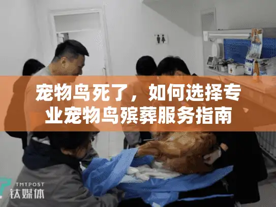 宠物鸟死了，如何选择专业宠物鸟殡葬服务指南