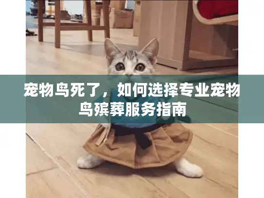 宠物鸟死了，如何选择专业宠物鸟殡葬服务指南