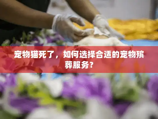 宠物猫死了，如何选择合适的宠物殡葬服务？