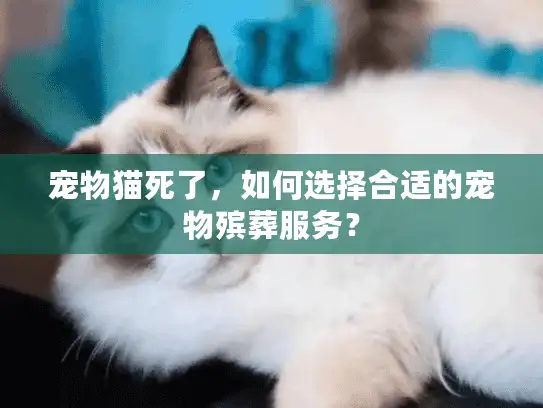 宠物猫死了，如何选择合适的宠物殡葬服务？