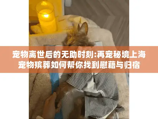 宠物离世后的无助时刻:再宠秘境上海宠物殡葬如何帮你找到慰藉与归宿
